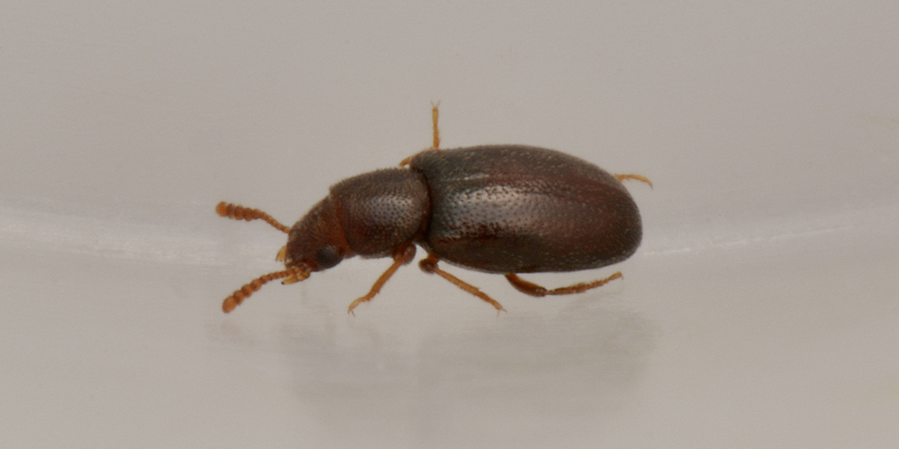 Piccolino in cerca di famiglia:  Myrmechixenus subterraneus (Tenebrionidae)